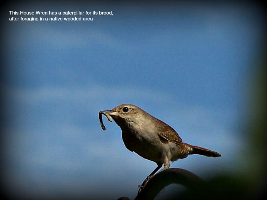 House wren with caterpillar