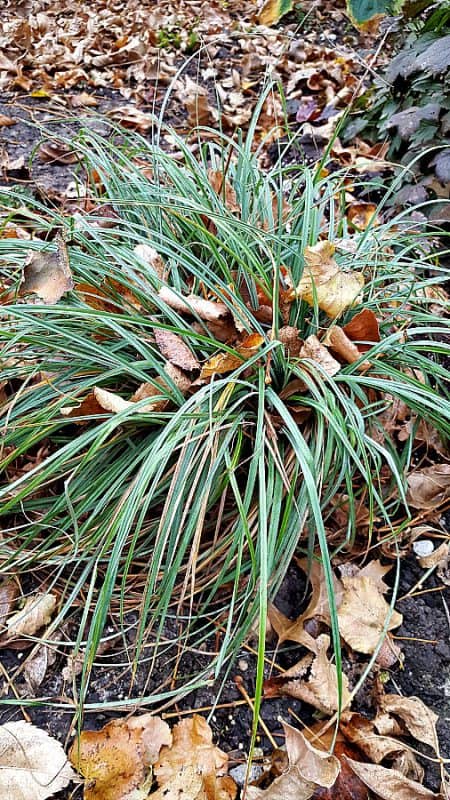 blue zinger sedge in the shade garden
