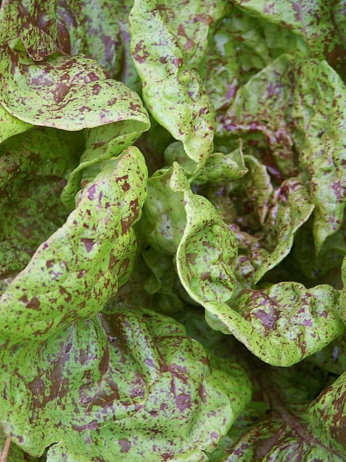 Lettuce 'Speckled Trout'