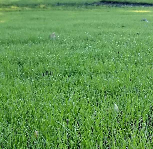 well-maintained turf