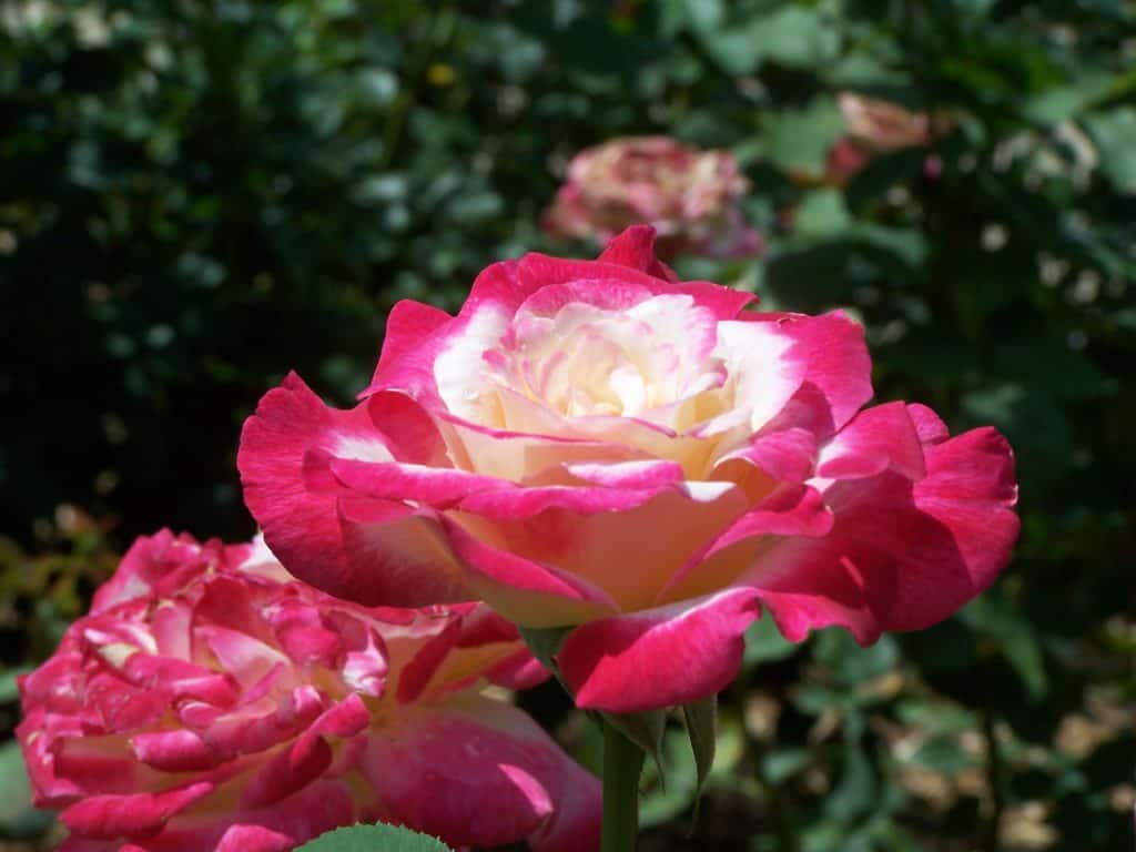 hybrid tea rose