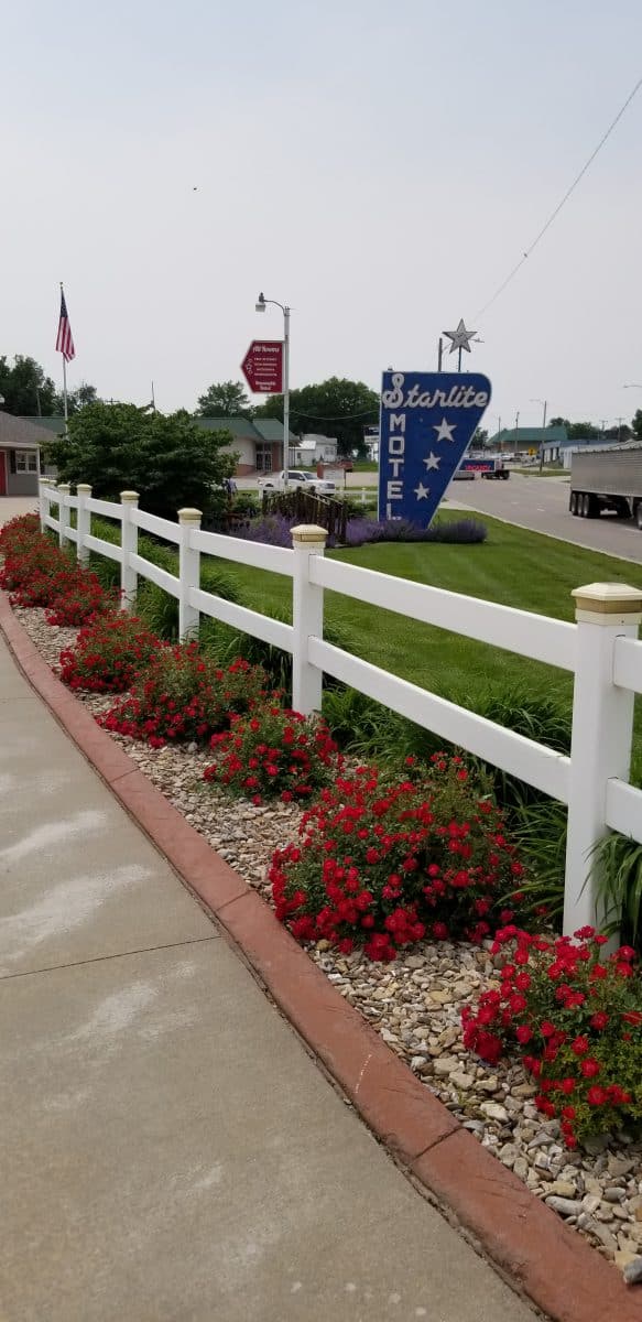 carpet roses blooming