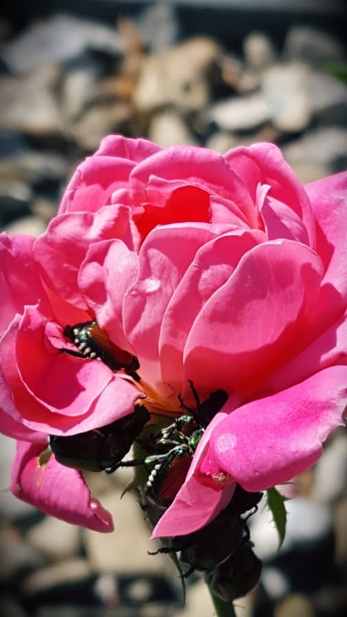japanese beetles on a rose