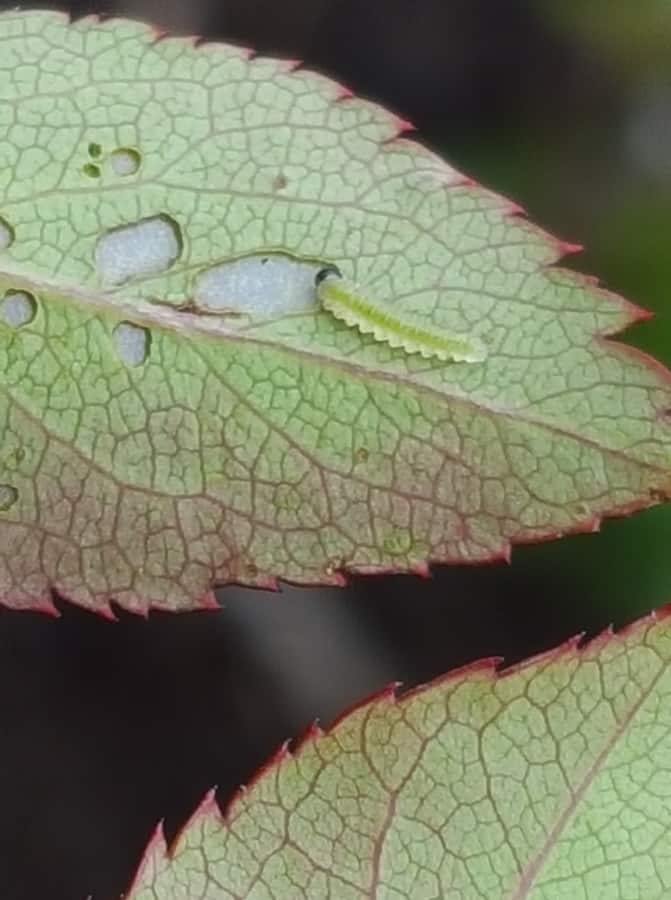 rose slug feeding on back of rose leaf