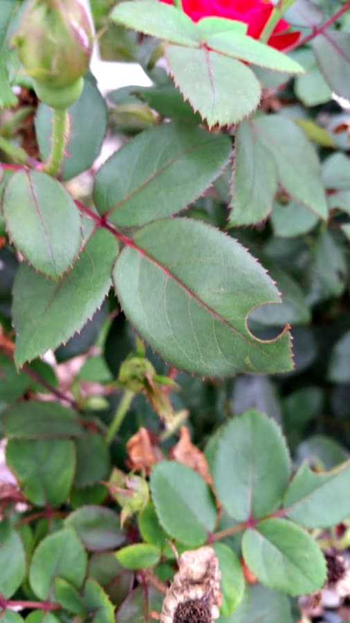 leafcutter bee damage on rose