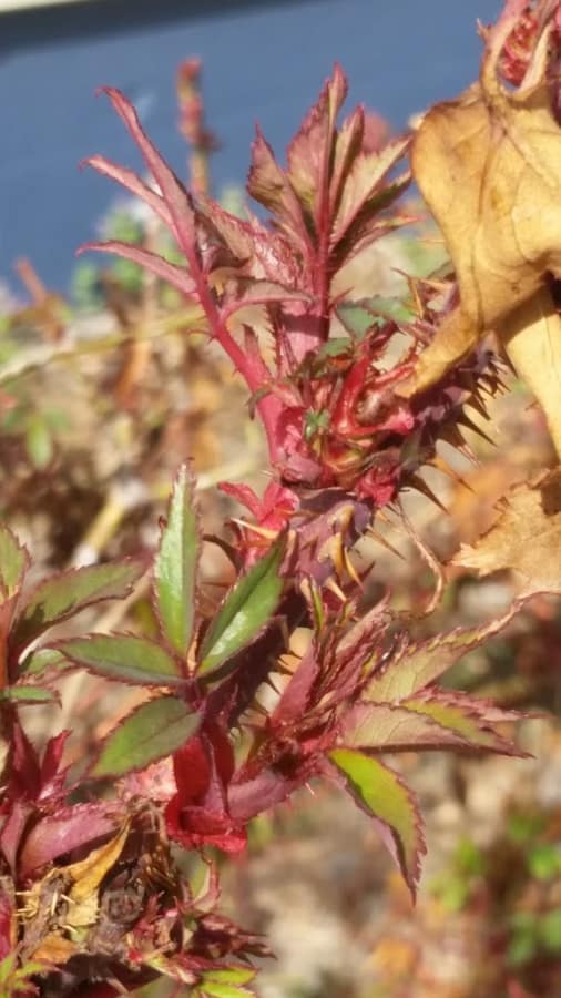 rose rosette disease