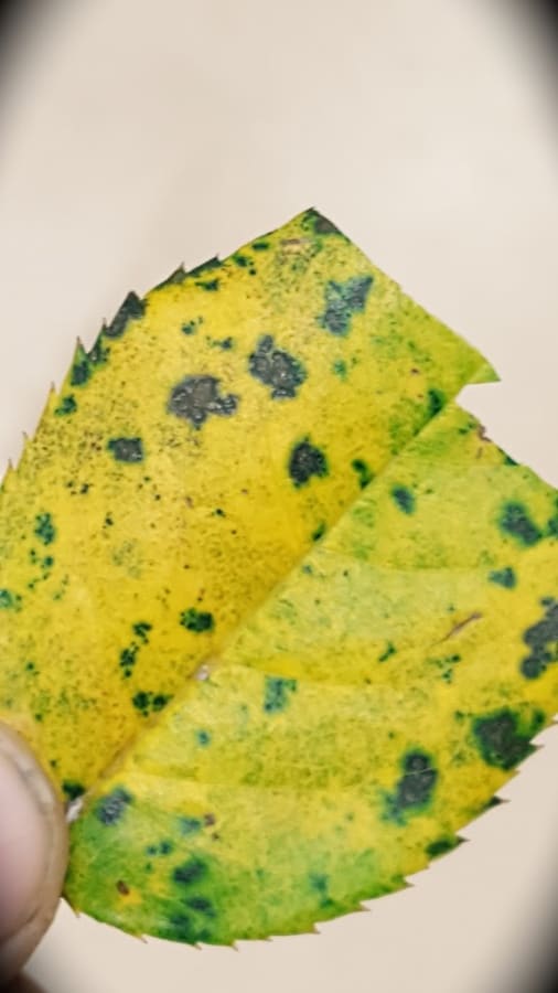 black spot on rose