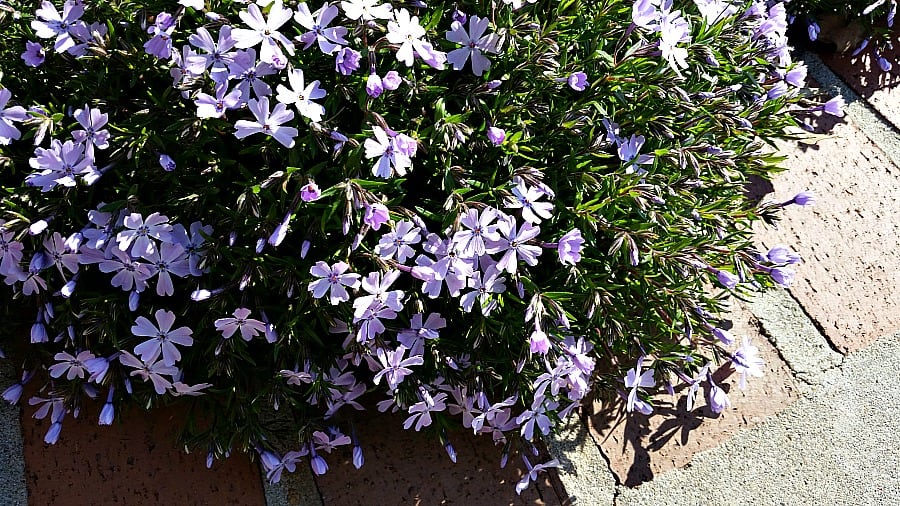 blue creeping phlox along sidewalk