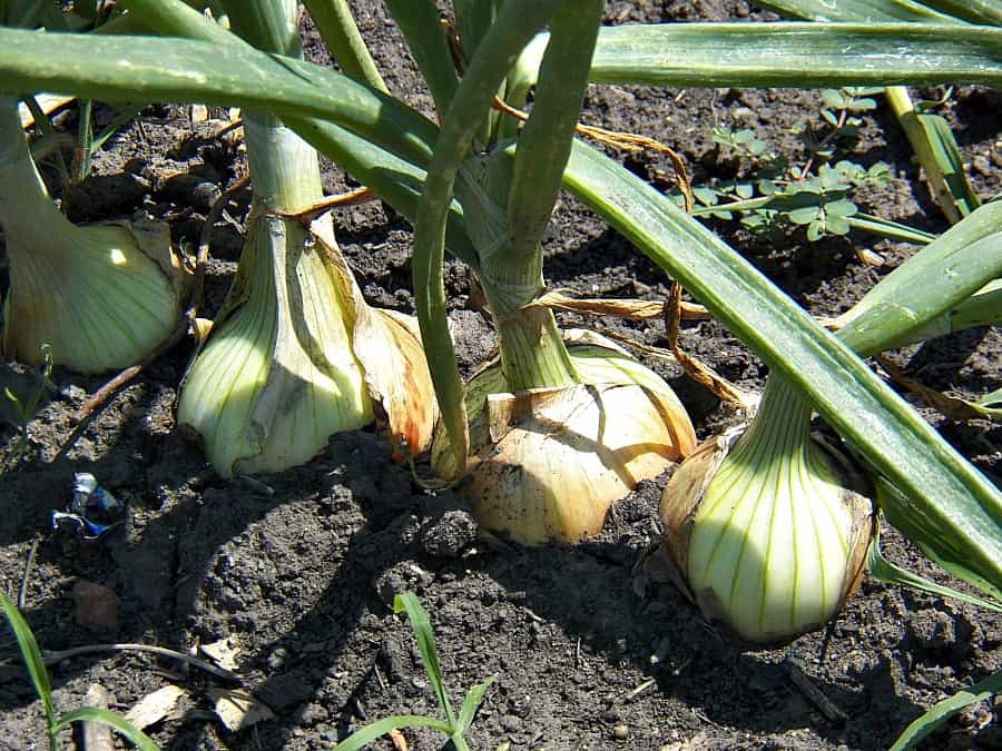 Copra onions