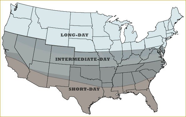 Day-length map for onions