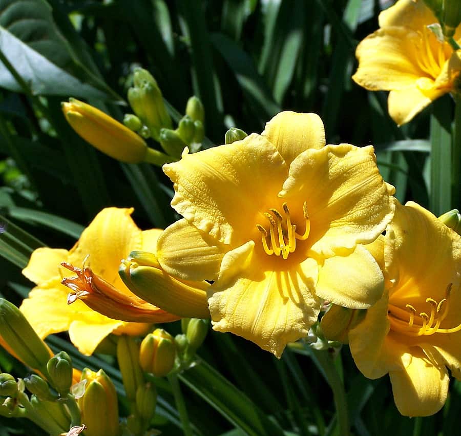 daylily flowers and flower buds are edible