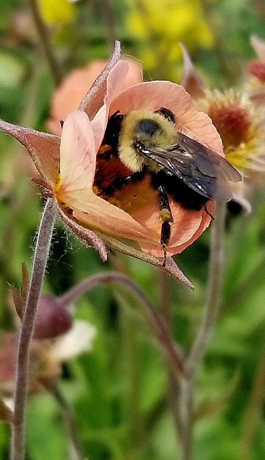 Geum with bumblebee