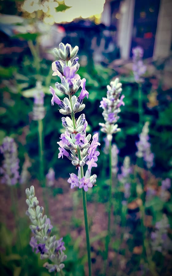 Lavender flowers in bloom