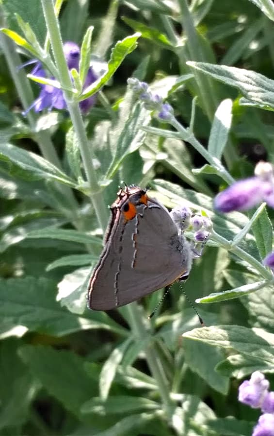 Gray hairstreak butterfly on lavender