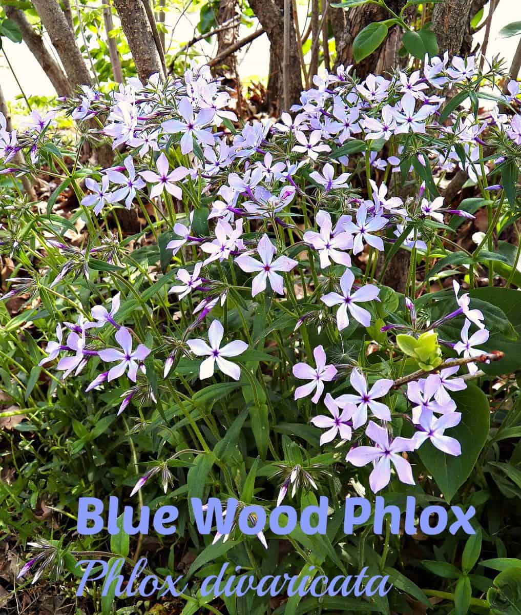 woodland blue phlox