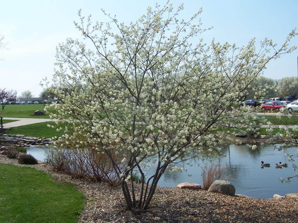 small trees - serviceberry