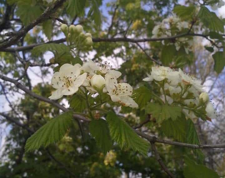 Downy Hawthorn (Crataegus mollis) growing wild in Northeast Kansas
