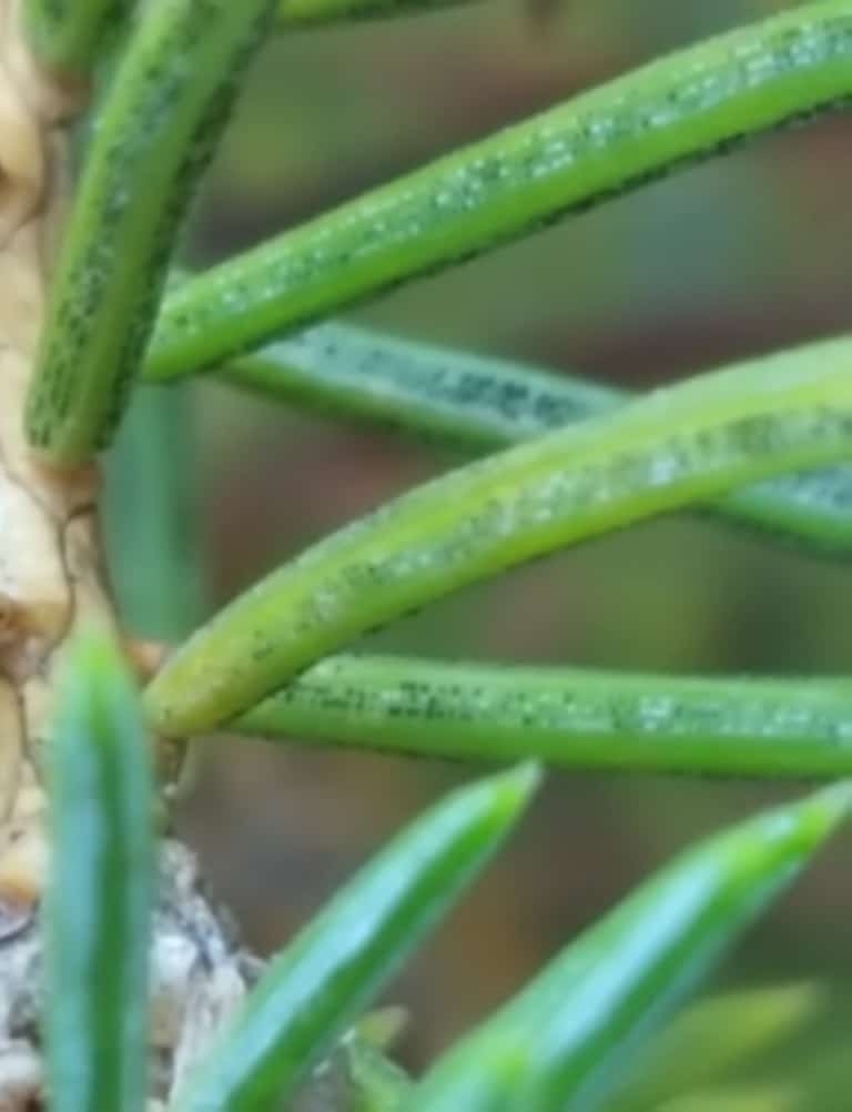 Rows of neatly arranged black fungal spores indicate Rhizosphaera Needle cast