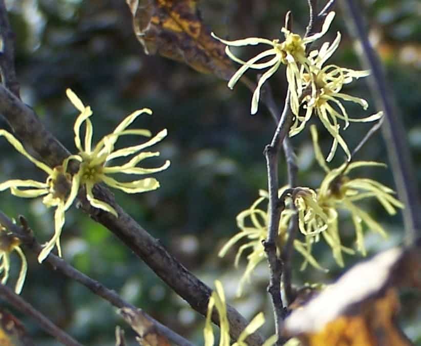 witchhazel
