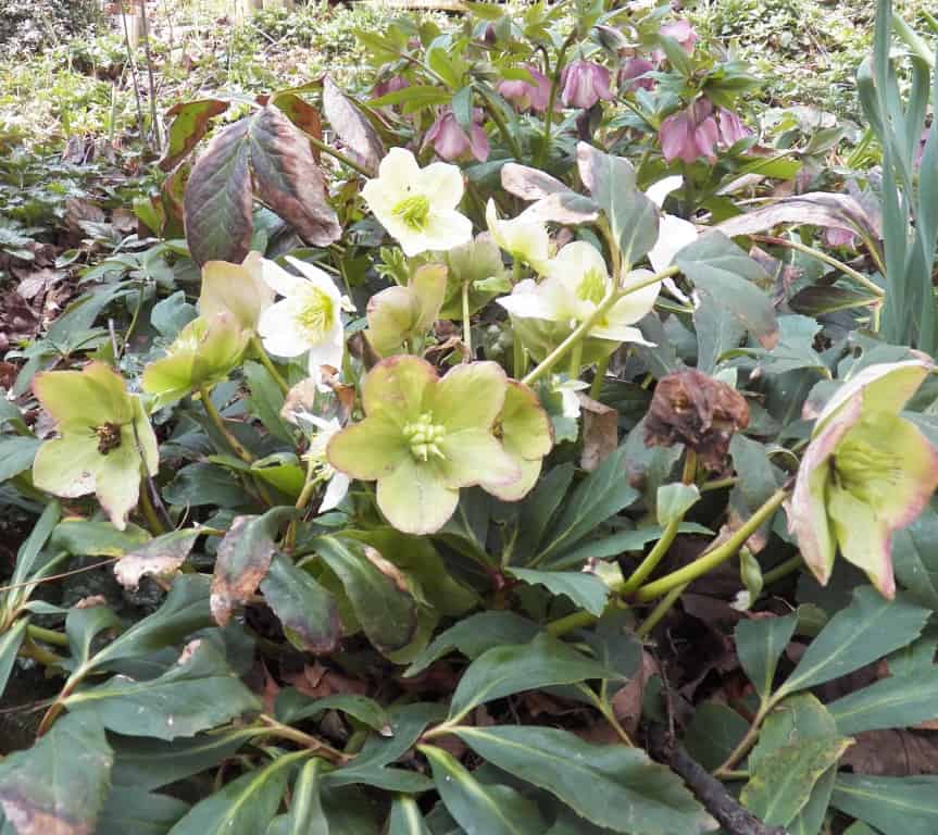 Lenten Rose blooming in March