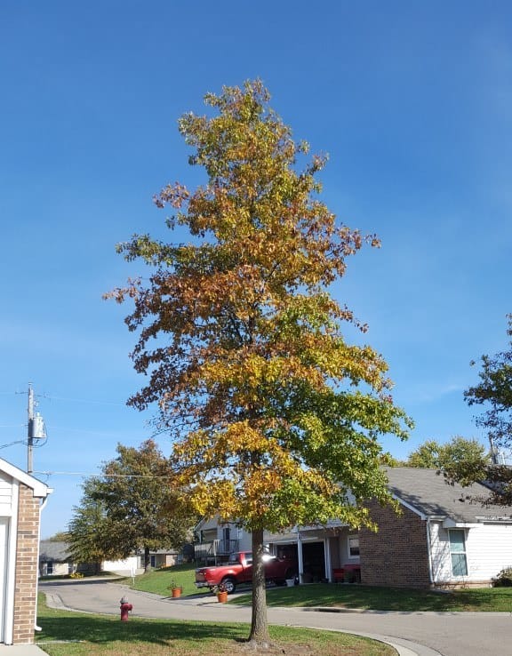 Pin oaks are a common sight in Kansas