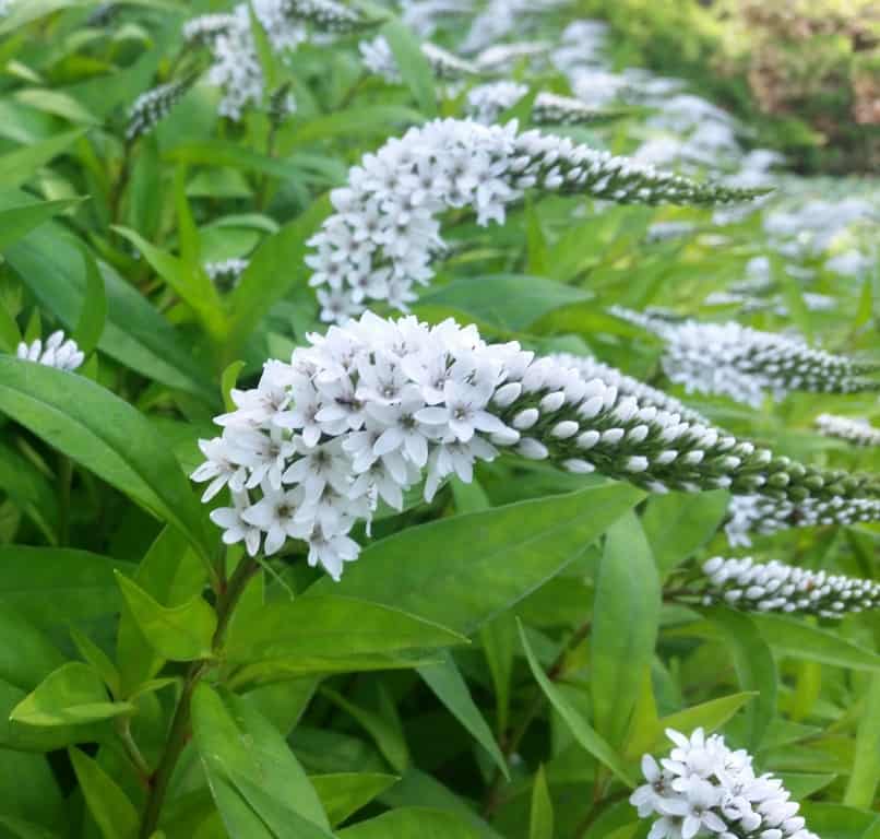 Gooseneck Loosstrife blooms