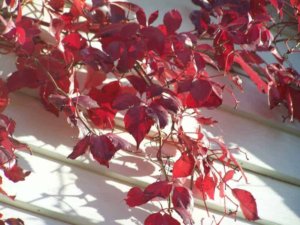 Virginia Creeper