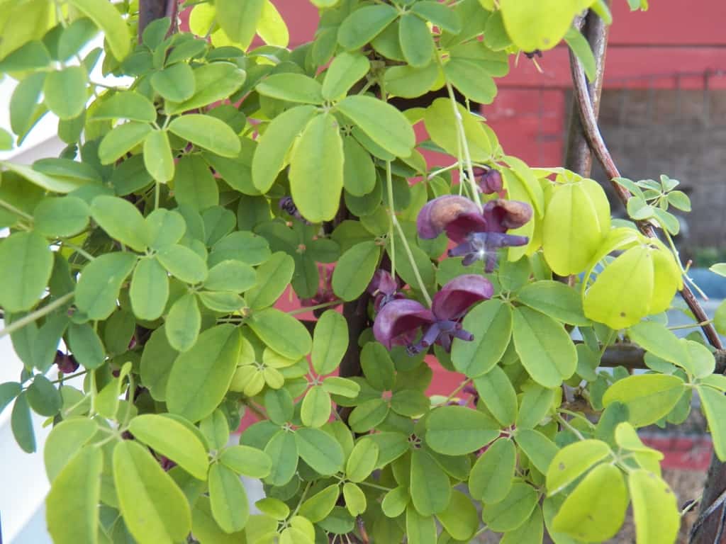Chocolate Vine