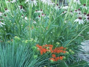 Native Plants are Attractive.