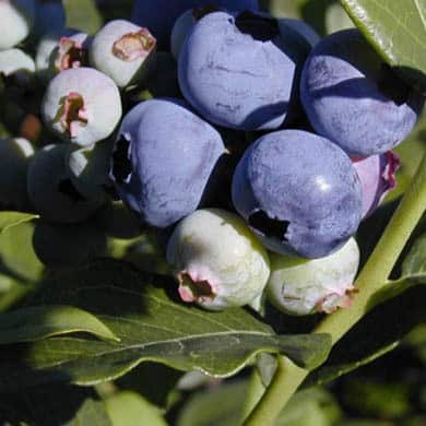 Blueberry Blueray 1