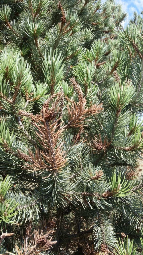 Pine Tip Blight (Diplodia)