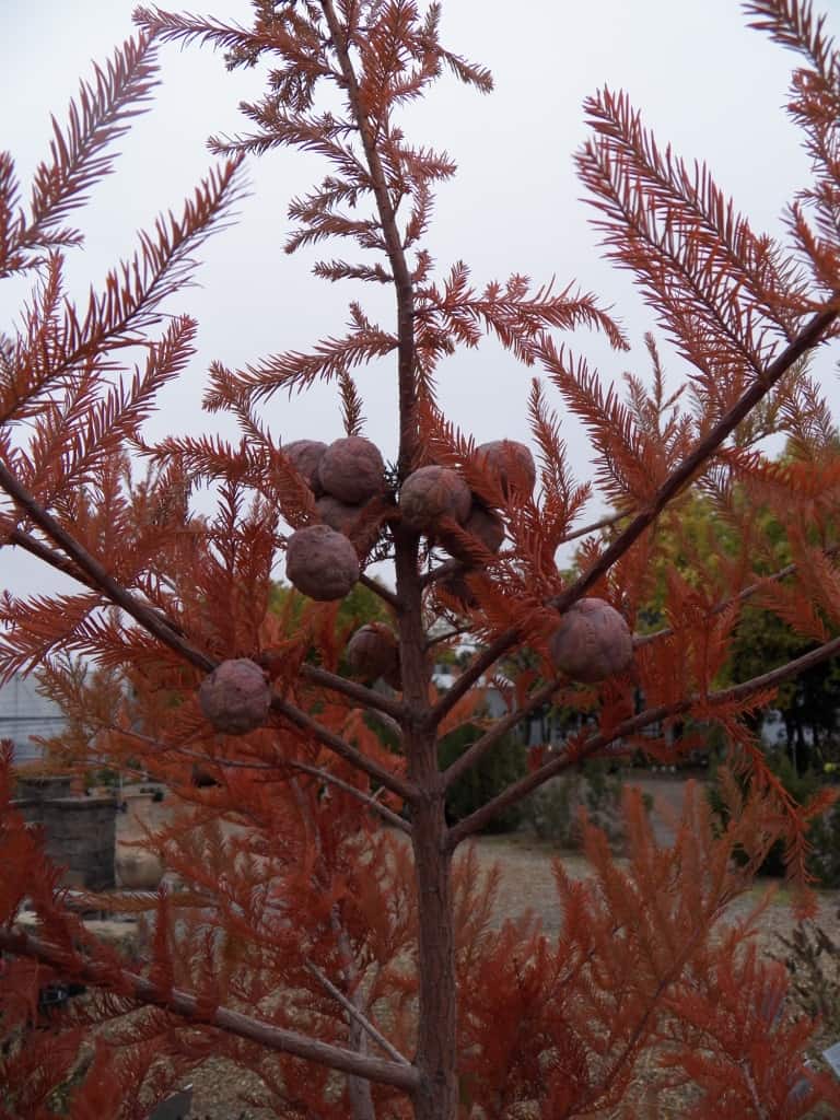 Baldcypress in fall.