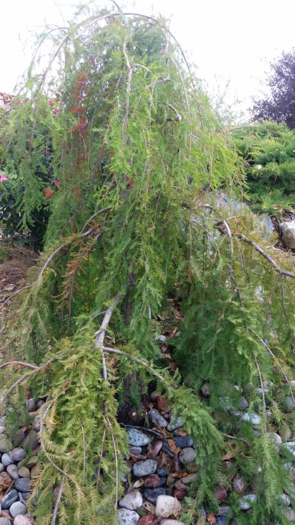 Weeping Baldcypress