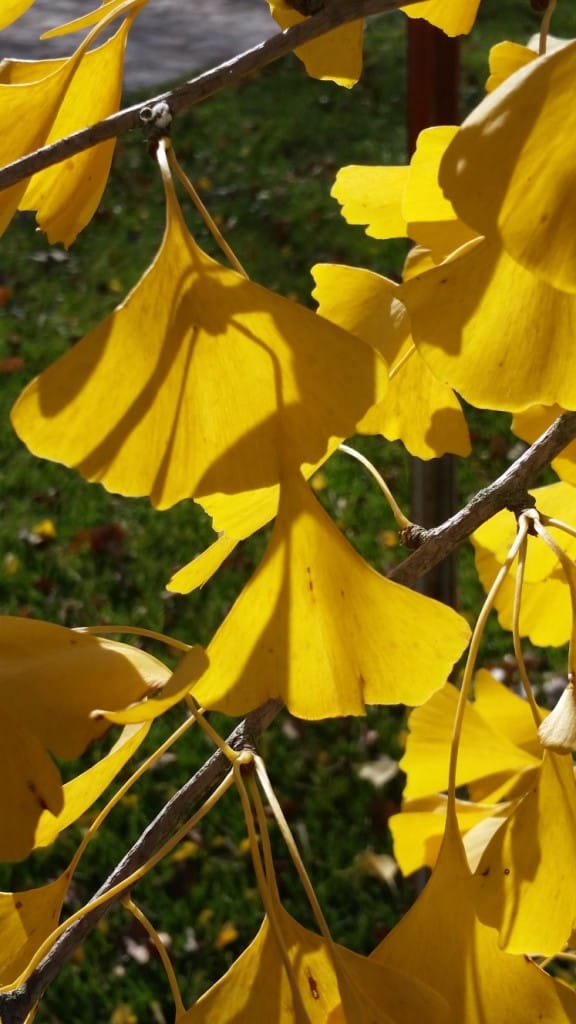 Ginkgo biloba