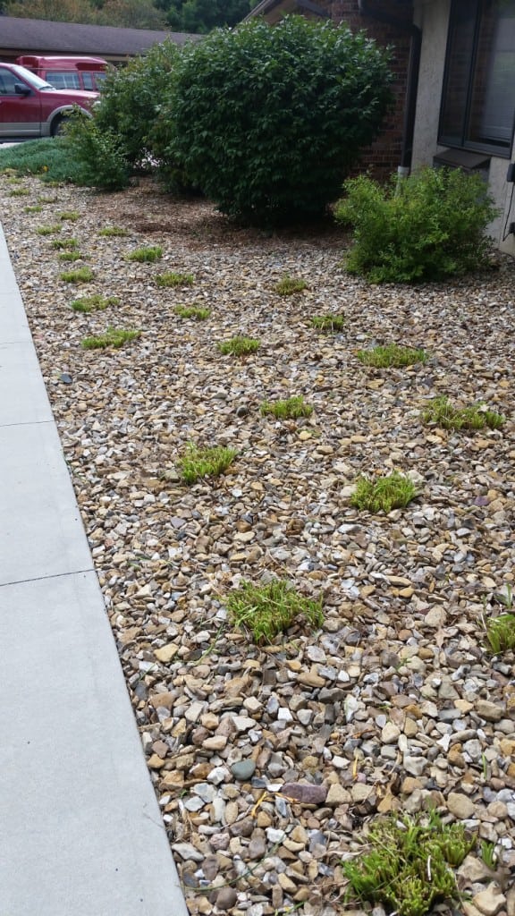 After: Late Summer pruning of Daylilies will reduce aphids and encourage new flowers.