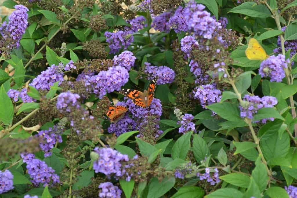 Butterfly on Butterflybush