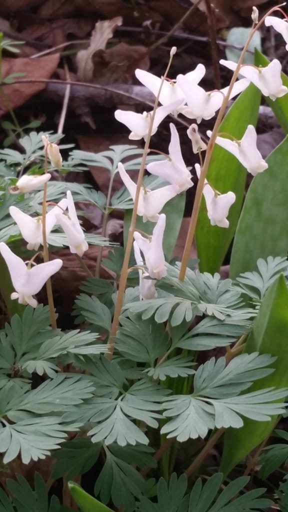 Dutchman's Breeches