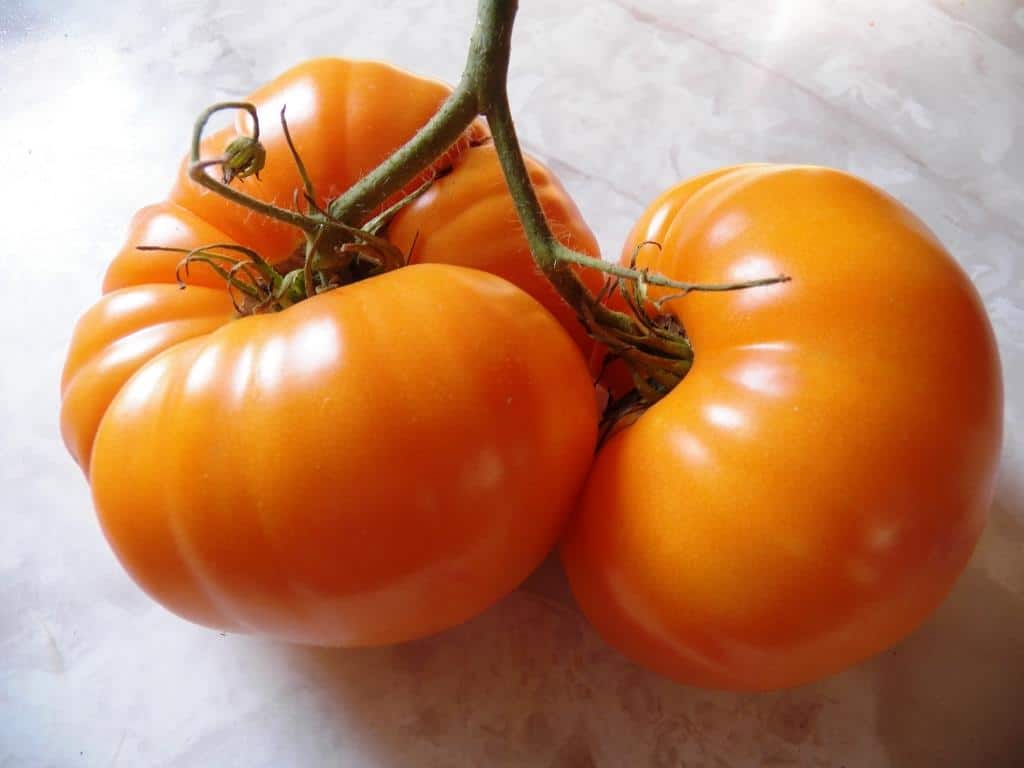 Tomato 'Dr. Wyche's Yellow'comp