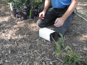 1. Preparing to remove the grow bag.