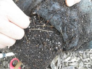 8. Notice the roots attached to inner bag fabric.