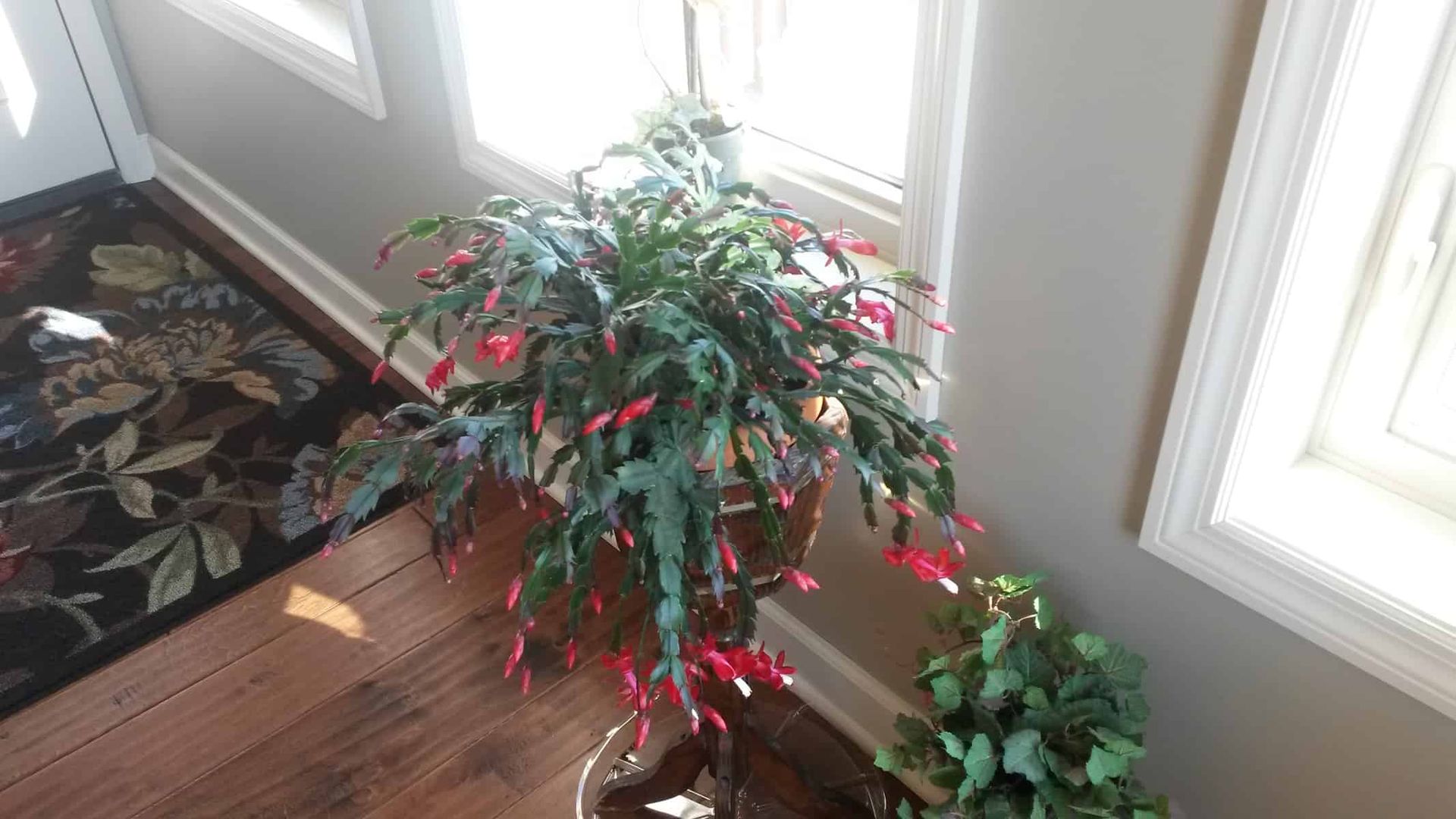 Christmas Cactus