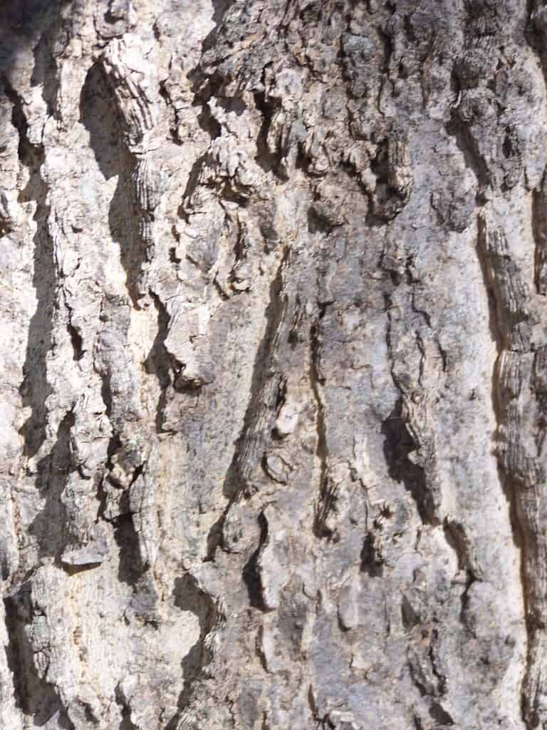 Hackberry Bark 