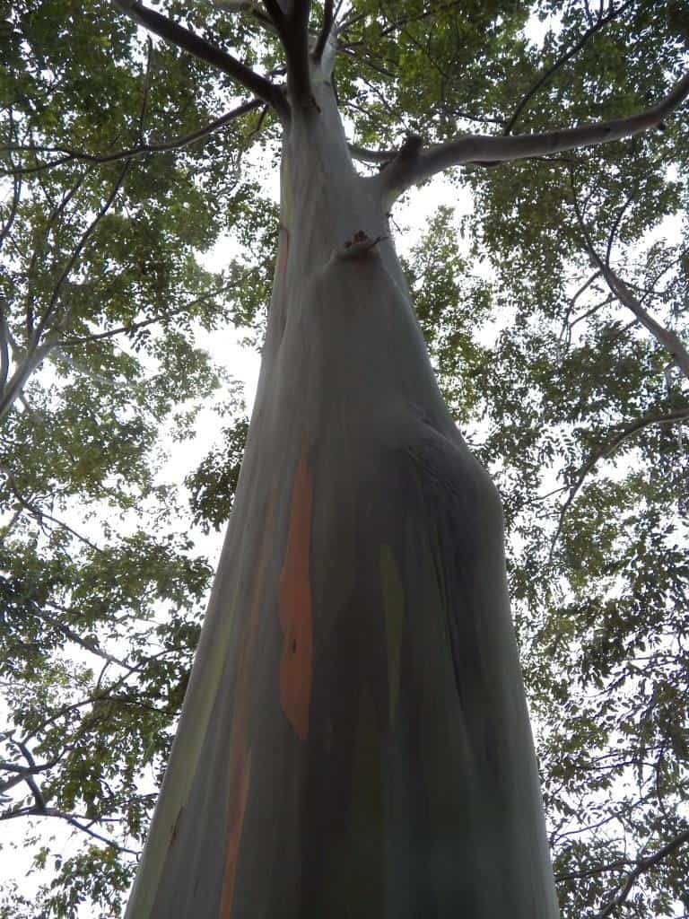 Rainbow Eucalyptus (2)comp