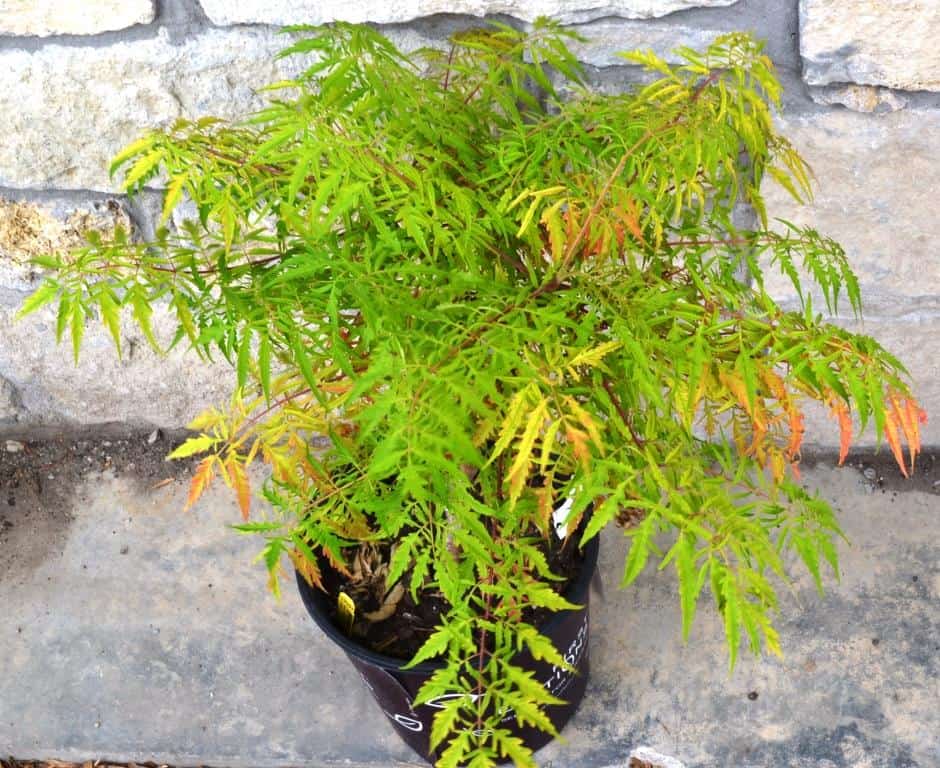 Tiger Eyes Sumac works well as a tall background