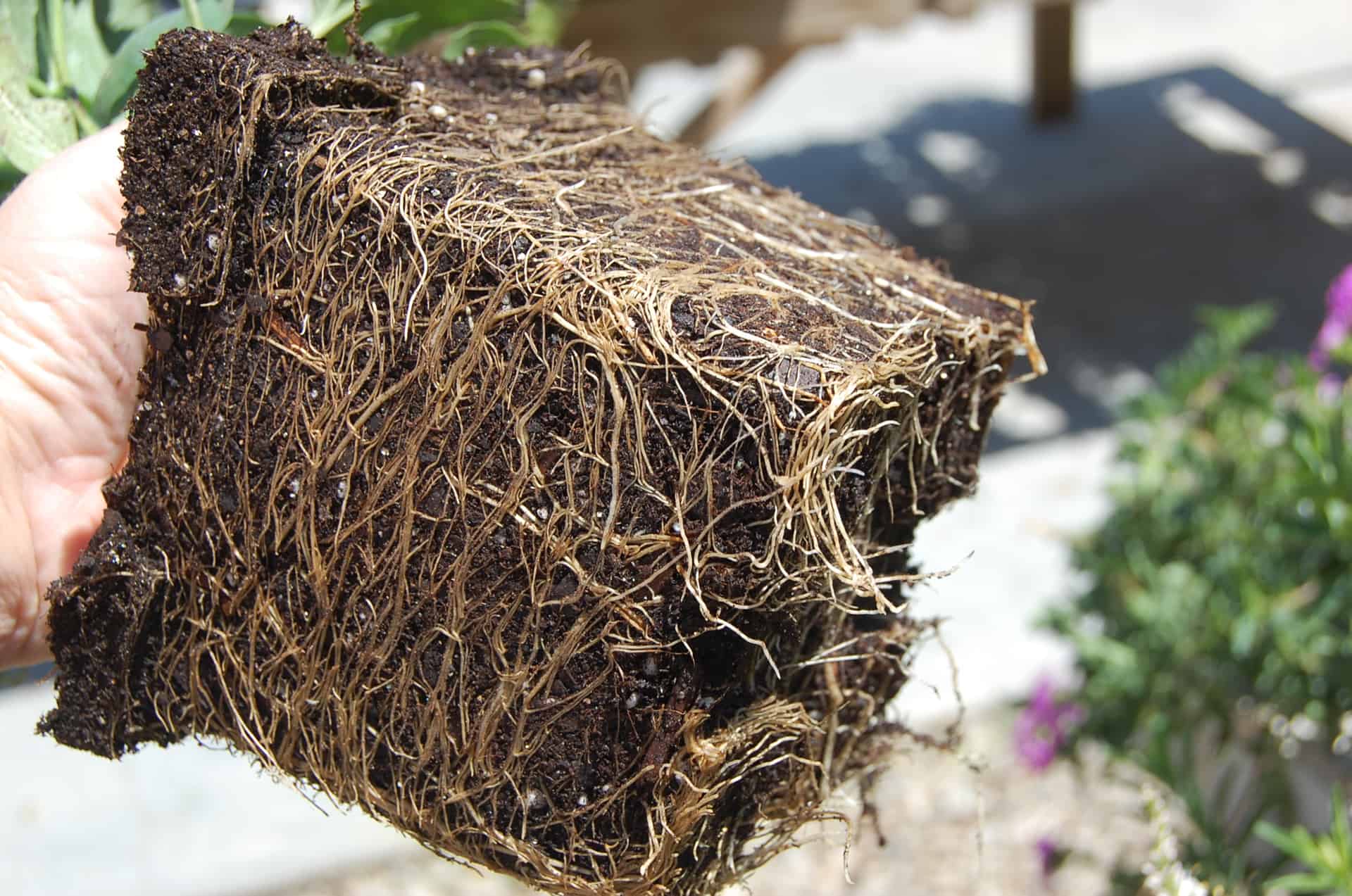 When planting your plants, break apart the root. 