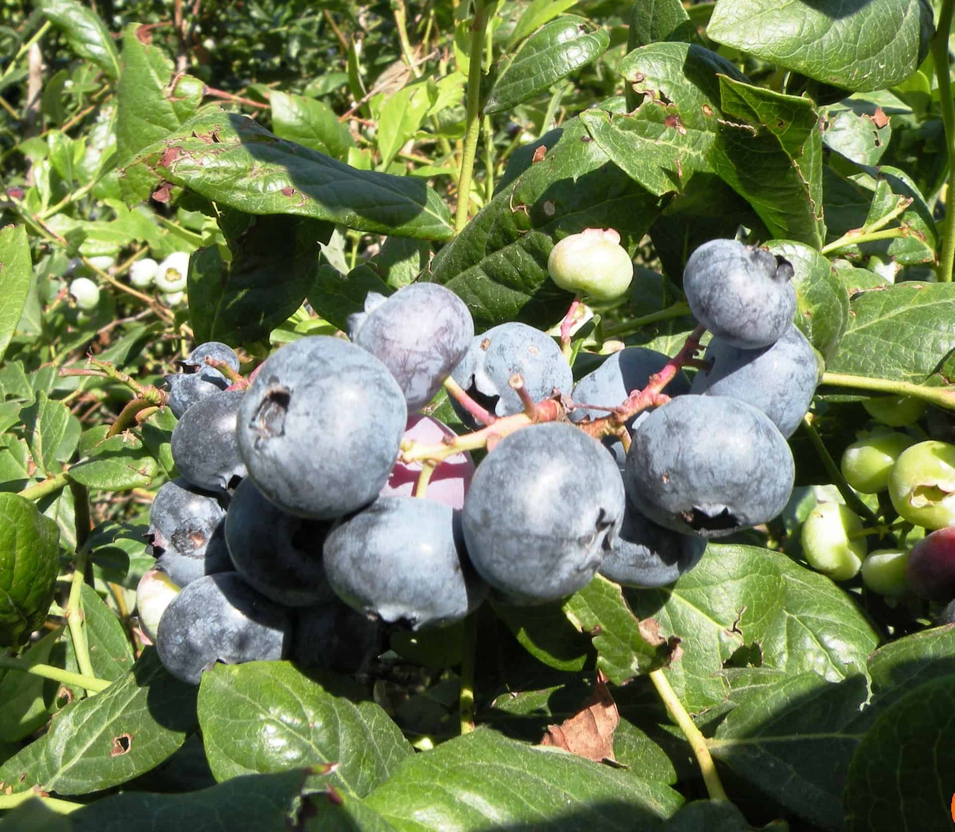 Blueberries work well as a spreading plant. 