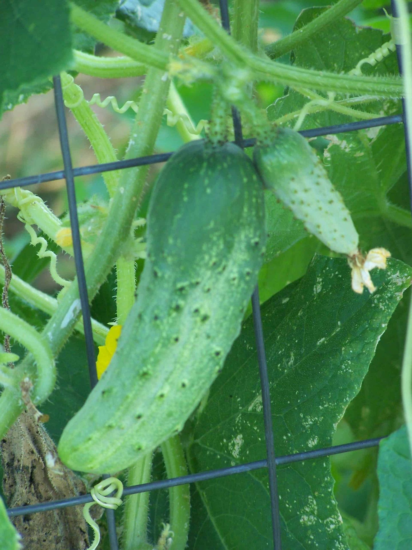 Cucumber 'Boston Pickling' (2)