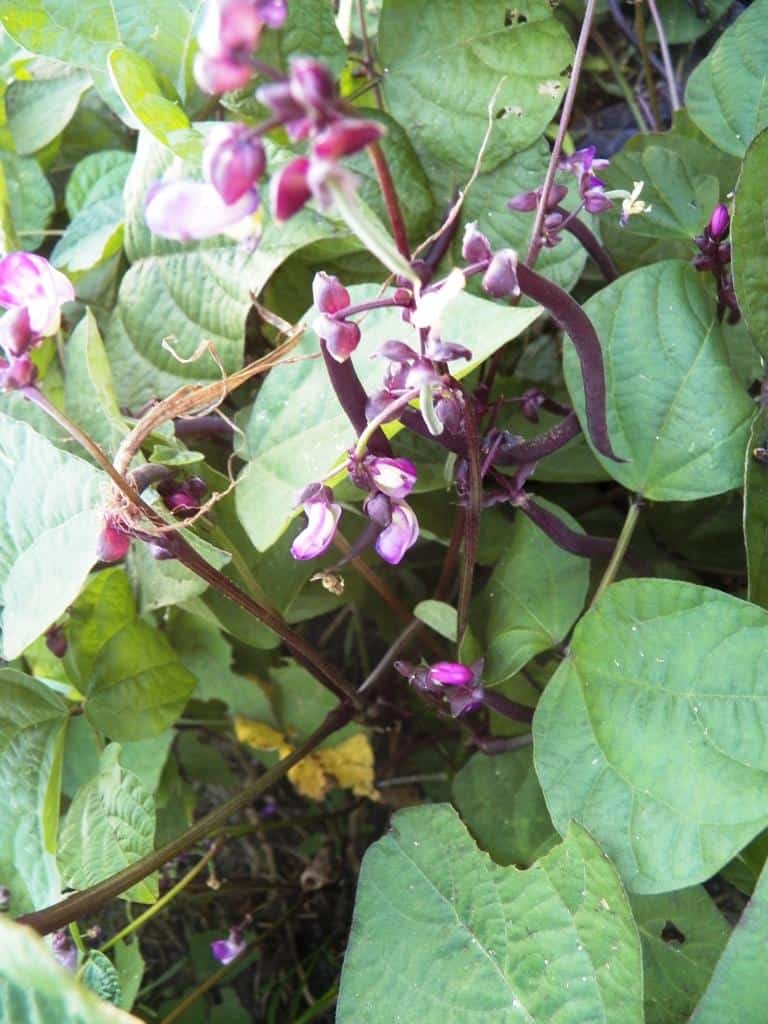 Bean 'Purple Burgundy'comp