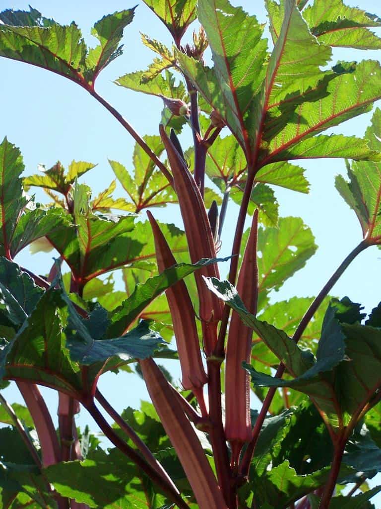 Red Burgundy (2)comp