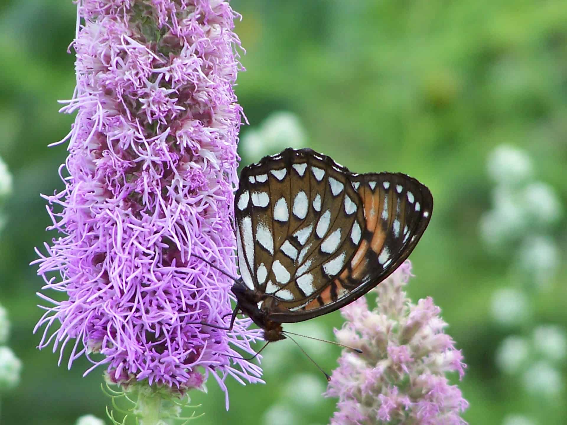 Thickspike Blazing Star